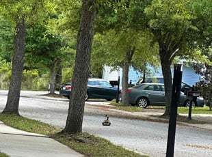 Leaf Removal by Antwain Turner for Maria H. in North Charleston, SC