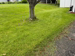 Sharon R.'s Lawn Mowing service result