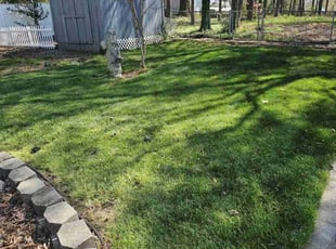 Carolina D.'s Grass Cutting service result