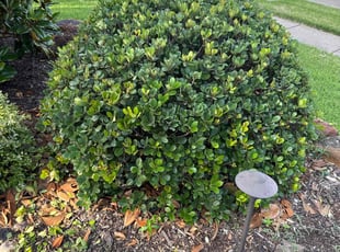 Bush Trimming by Brennen Dikes for Cesar C. in Mansfield, TX