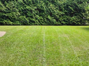 Elisabeth P.'s Lawn Care service result
