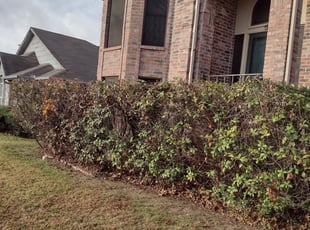 Bush Trimming by Elizabeth Cruz for Sharee j. in McKinney, TX
