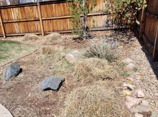 Bush Trimming by Rubie Chavez for Jon R. in Aurora, CO