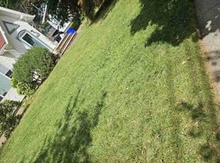 Haley M.'s Yard Cutting service result
