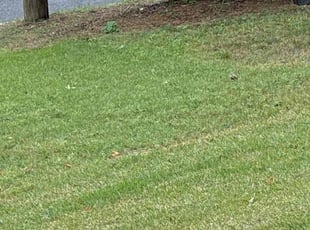 Christopher R.'s Grass Cutting service result