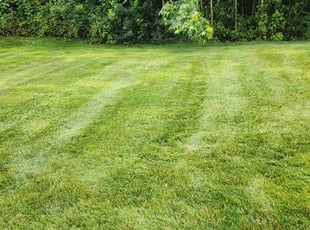 Susan A.'s Yard Cutting service result
