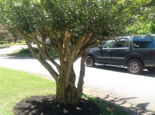 Bush Trimming by Shannon Holcombe for Venetia J. in Acworth, GA
