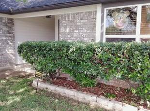 Bush Trimming by Severa Rosie Lara for Kristopher L. in Arlington, TX