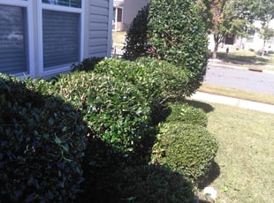 Bush Trimming by Adams Paiz for Paulette C. in Concord, NC