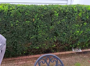 Bush Trimming by Aric Haskell for Diana B. in St. Louis, MO