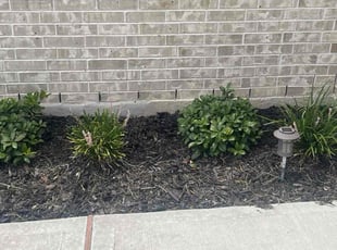 Weeding by Cecilia Dela Fuente for Cristal S. in Houston, TX