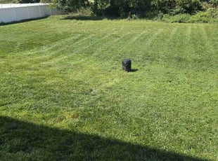 Kelisa V.'s Lawn Mowing service result