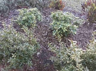 Weeding by Leonardo Nogueras for Megan D. in Davenport, FL