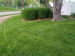 Evelyn M.'s Lawn Mowing service result