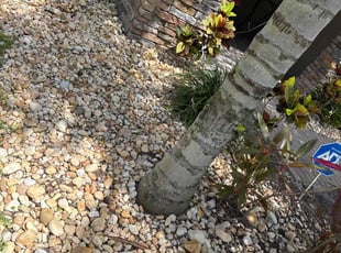 Weeding by Raul Canete for Damara F. in Ruskin, FL