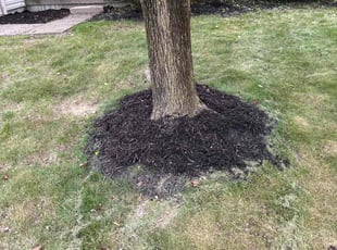 Landscaping by Wayne Washington for Marshawn W. in Indianapolis, IN