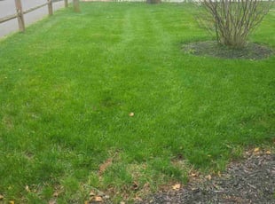 Pamela W.'s Lawn Mowing Service service result