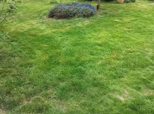 David W.'s Grass Cutting service result