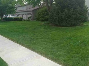 Michele B.'s Yard Cutting service result