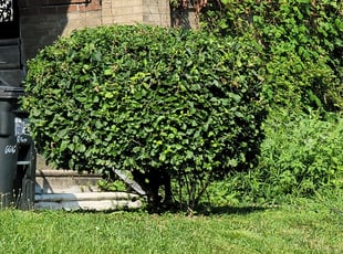 Bush Trimming by Josue Pagan for Joseph R. in Philadelphia, PA