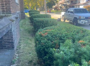Bush Trimming by James Long for Eric G. in East Cleveland, OH