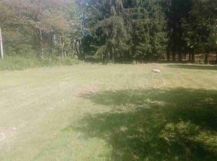 Anita A.'s Lawn Mowing Service service result