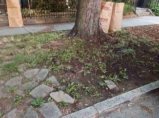 Leaf Removal by Jose Paz for Raman M. in Washington, DC