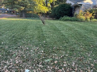 Michael L.'s Grass Cutting service result