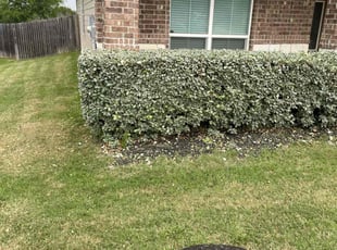 Bush Trimming by Stanmore Hinds for Justin H. in Cibolo, TX