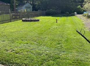 Michael S.'s Lawn Mowing service result