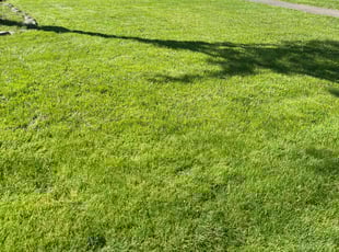Patrick B.'s Lawn Mowing service result