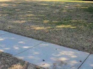 Bush Trimming by James (Cranders) Neely Jr for Virginia R. in Charlotte, NC