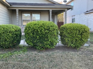 Bush Trimming by Mac Carrillo for Jordan S. in San Antonio, TX