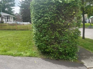Bush Trimming by Josh Brockett for Zion D. in Syracuse, NY
