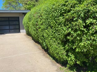 Bush Trimming by Jesse Nunez for Chelsea K. in Denver, CO