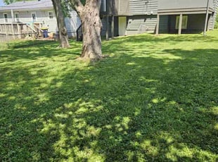 Laja B.'s Lawn Care service result