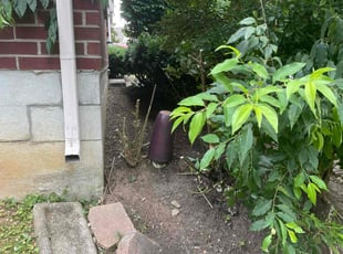 Erica M.'s Bush Trimming service result