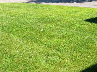 KENNETH W.'s Lawn Mowing service result