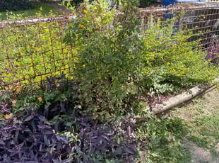 Bush Trimming by Lacy Dixon for Samantha C. in San Antonio, TX