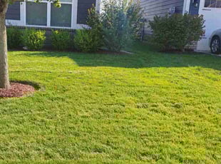 Michael S.'s Lawn Maintenance service result