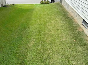 Rachel L.'s Yard Cutting service result