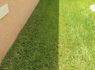 Jason S.'s Lawn Mowing service result