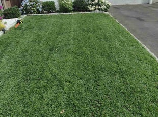 Bush Trimming by Matthew Spinelli for Iftekhar H. in Milford, CT