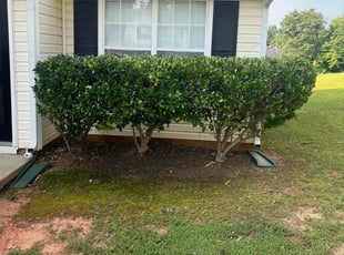 Bush Trimming by Zantonio Stewart for Euphrates Y. in Douglasville, GA