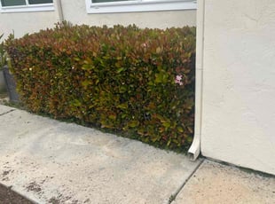 Bush Trimming by Earl Miller for Brian M. in San Diego, CA