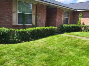 Bush Trimming by Pamela Gomez for Quinten B. in Houston, TX