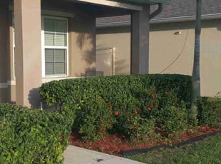 Bush Trimming by Wayne Poole for Courtney S. in Palm Bay, FL