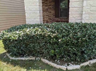 Bush Trimming by Marc Davis for Hailey R. in Converse, TX