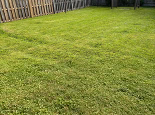 Kurt C.'s Grass Cutting service result