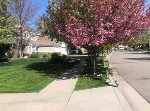 Robert G.'s Grass Cutting service result